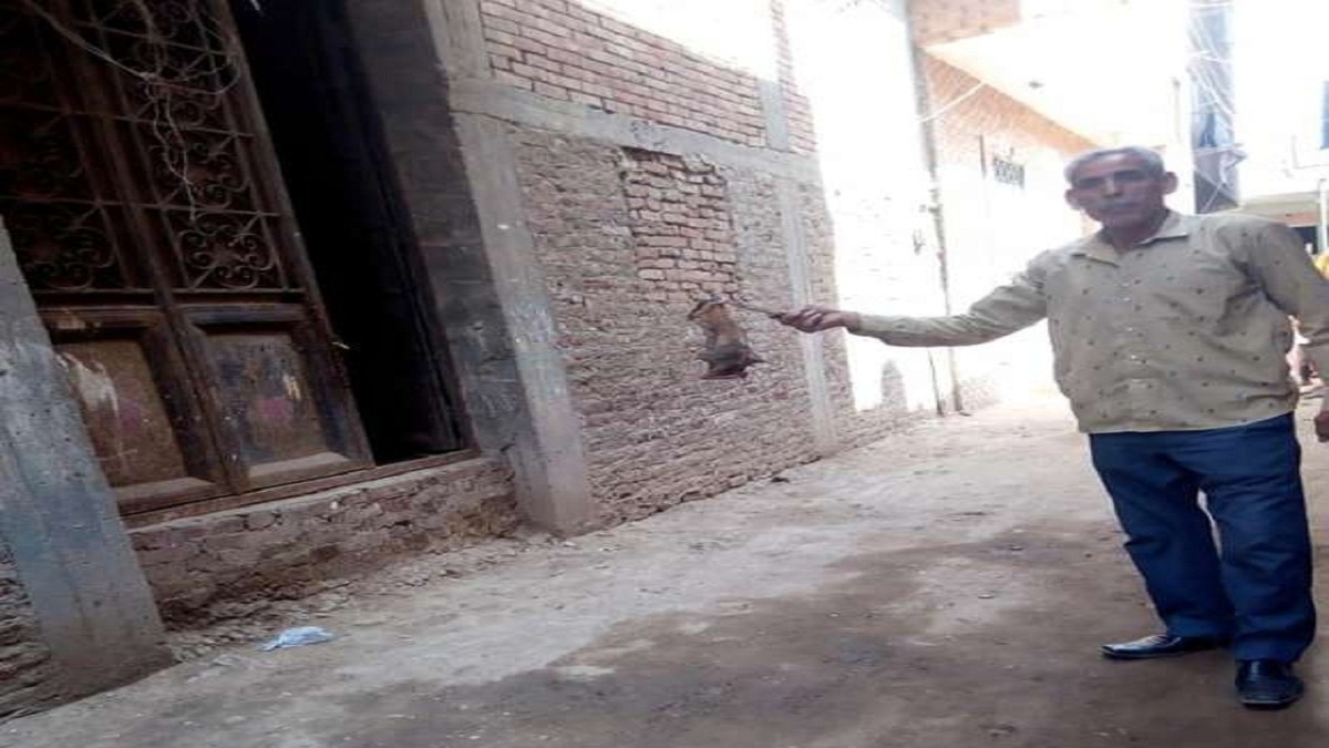 الخفافيش تثير الرعب داخل قرية مصرية.. والمواطنون بين السخرية والفزع (صور)