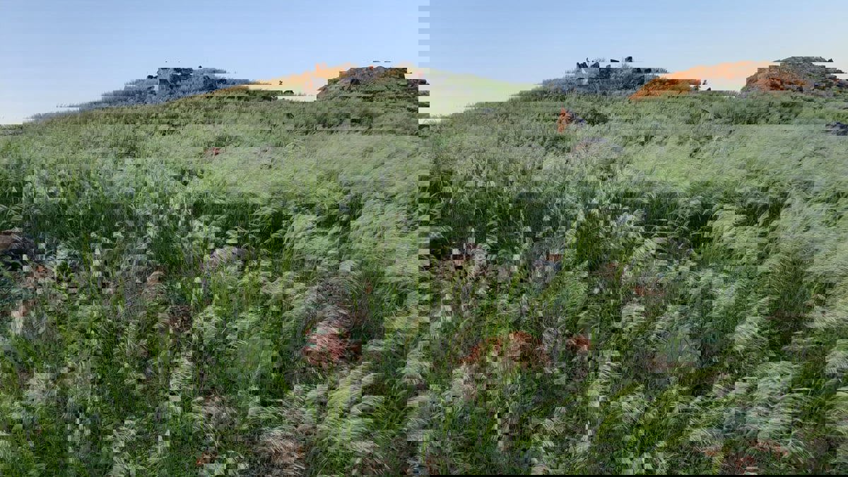   مكة المكرمة تكتسي باللون الأخضر بفعل الأمطار الغزيرة 
