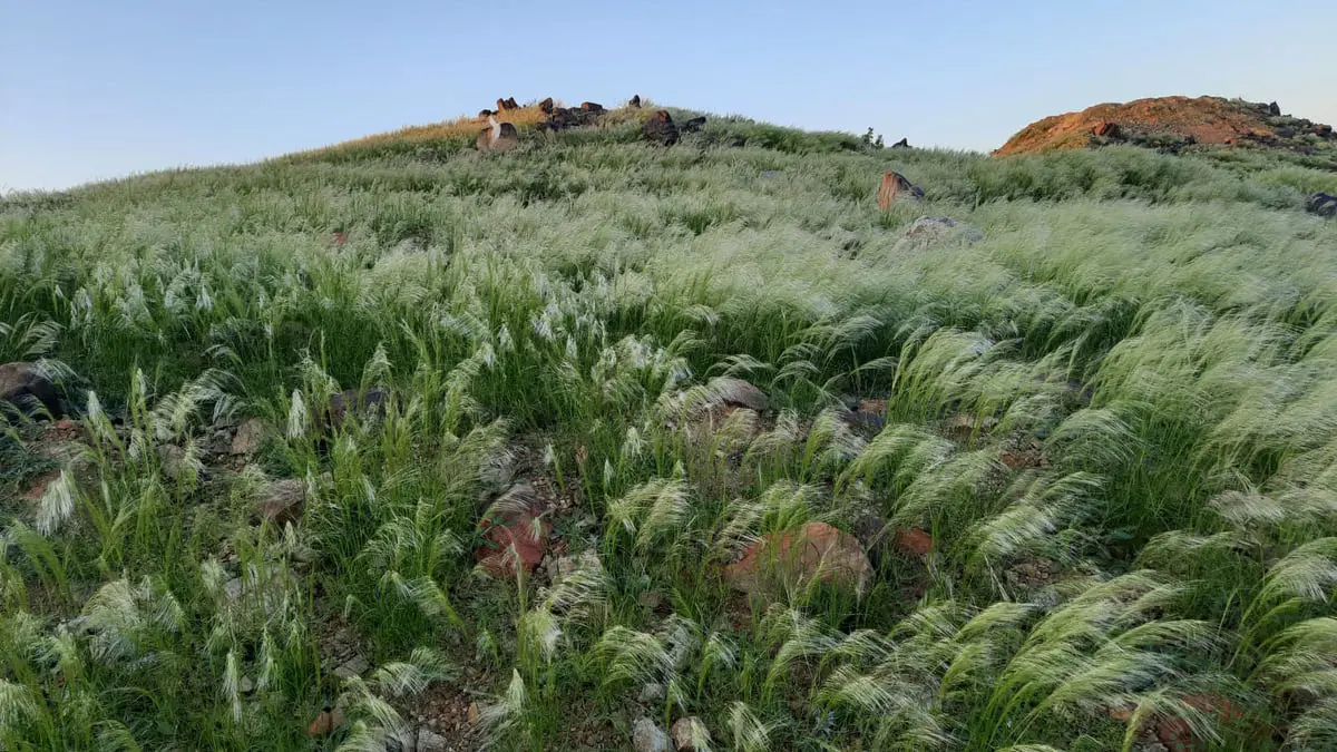   مكة المكرمة تكتسي باللون الأخضر بفعل الأمطار الغزيرة 
