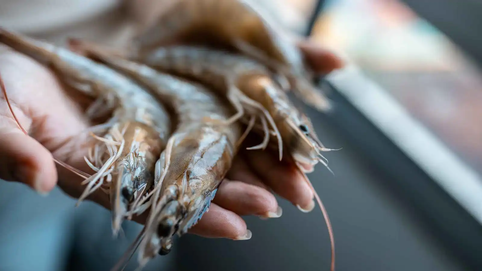 "ابتكار ثوري".. قشور الروبيان تتحول لسلاح ضد التغير المناخي