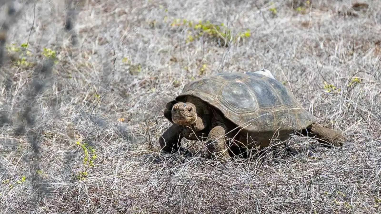 بعد قرن من الغياب.. 150 سلحفاة تستعيد موطنها في غالاباغوس