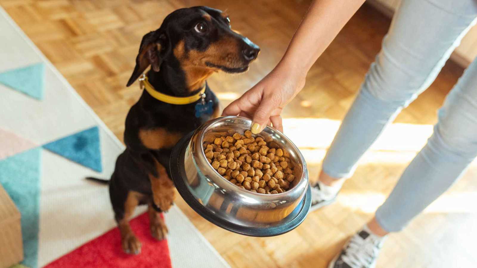 هل يجب أن تتجه الكلاب إلى أنظمة غذائية نباتية لإنقاذ البيئة؟