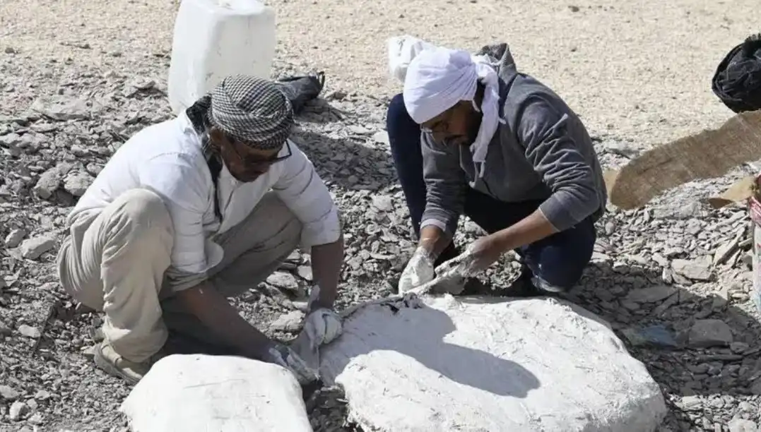 اكتشاف بقايا السلحفاة البحرية 