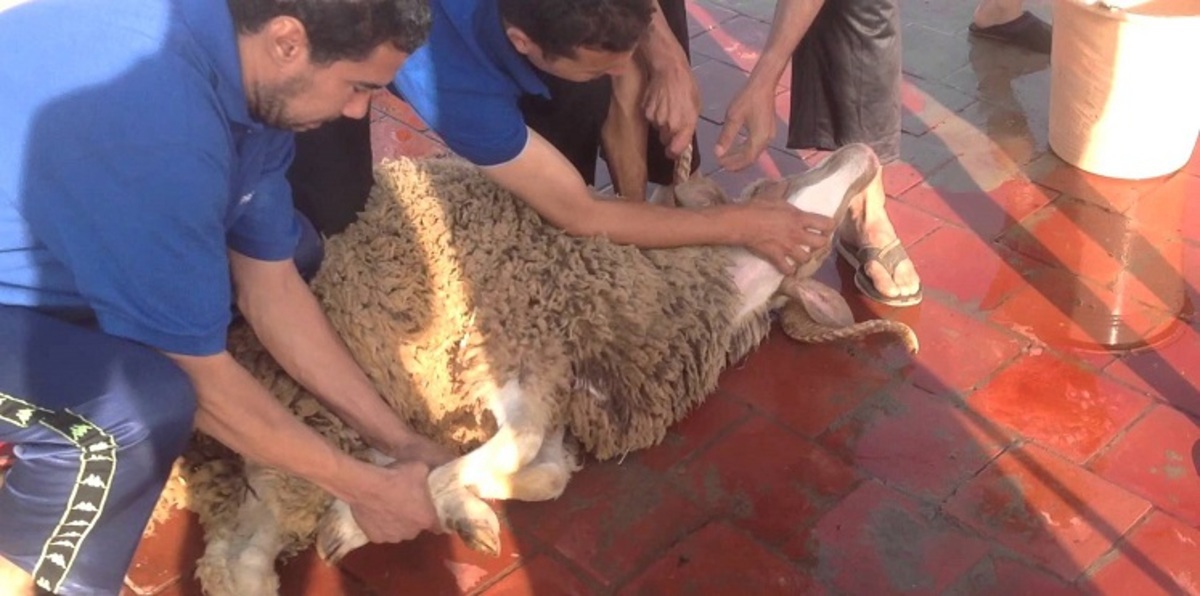 فيديوهات هروب الأضاحي بعد ذبحها تجتاح مواقع التواصل