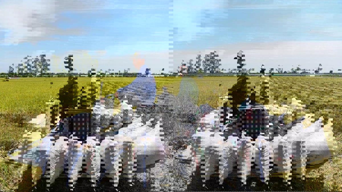 ارتفاع أسعار الأرز ينذر بمخاطر غذائية نتيجة التغير المناخي‎