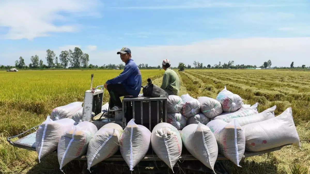 ارتفاع أسعار الأرز ينذر بمخاطر غذائية نتيجة التغير المناخي‎