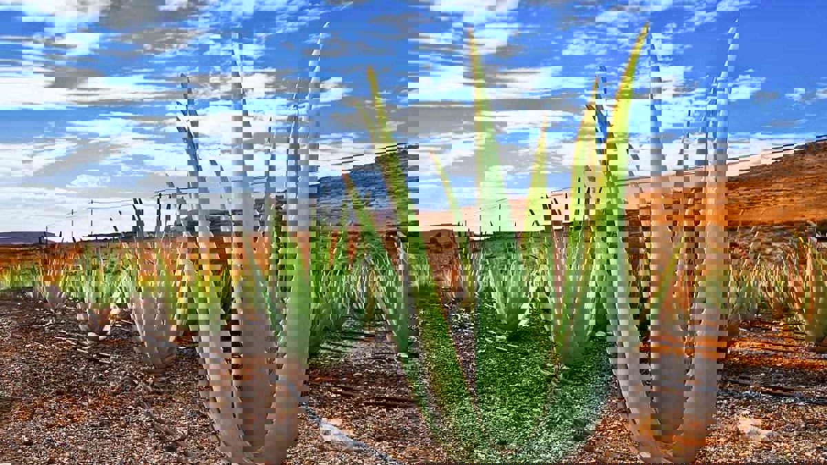 دراسة تحذر من تعرض نبات الصبار لخطر الانقراض خلال العقود المقبلة