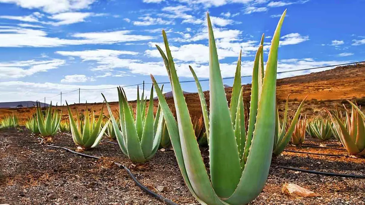 دراسة تحذر من تعرض نبات الصبار لخطر الانقراض خلال العقود المقبلة