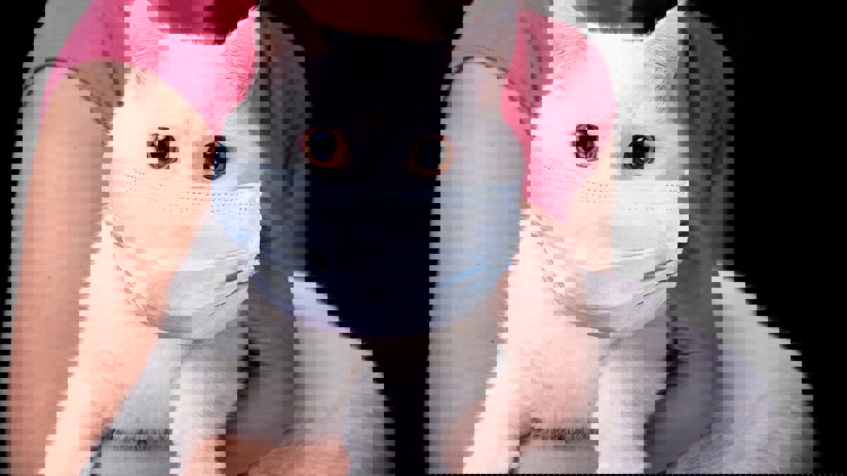 إصابة قطة في إنجلترا بفيروس كورونا