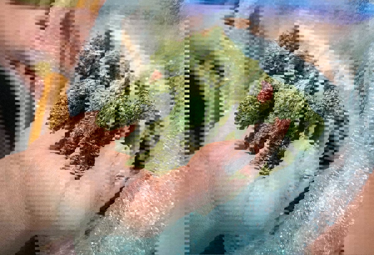 مسافر حاول تهريب المخدرات في مطار دبي: "كنت أظنها موزا"