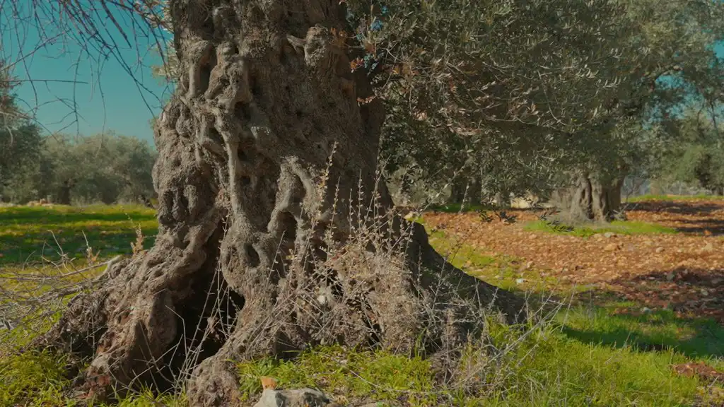 جذع شجرة المهراس