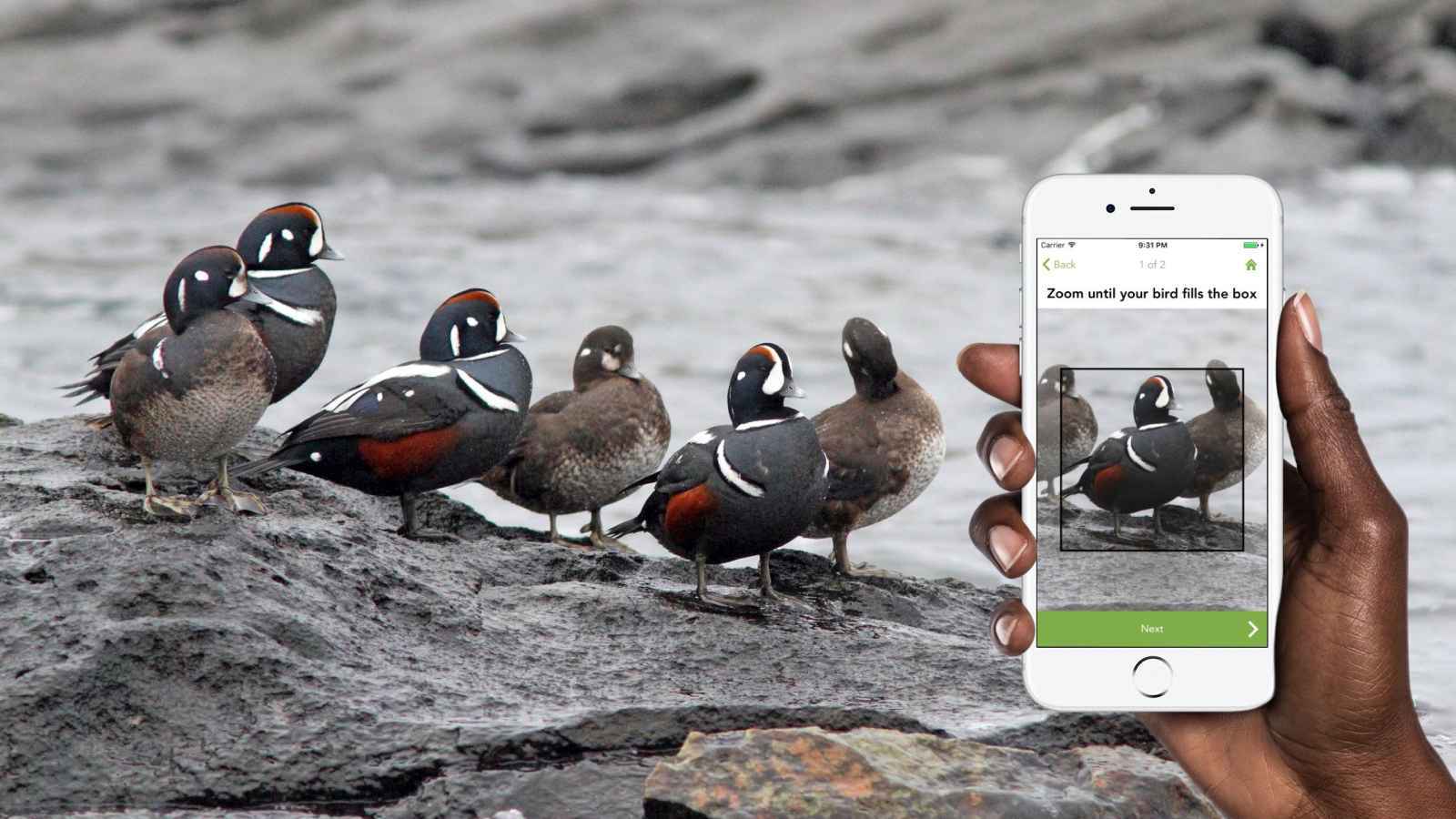 لمحبي الطبيعة.. تطبيق يحملك إلى الغوص في عالم الطيور