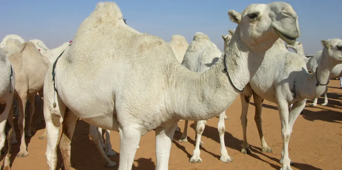 الإيقاع بتشكيل عصابي تخصص بسرقة الإبل في السعودية