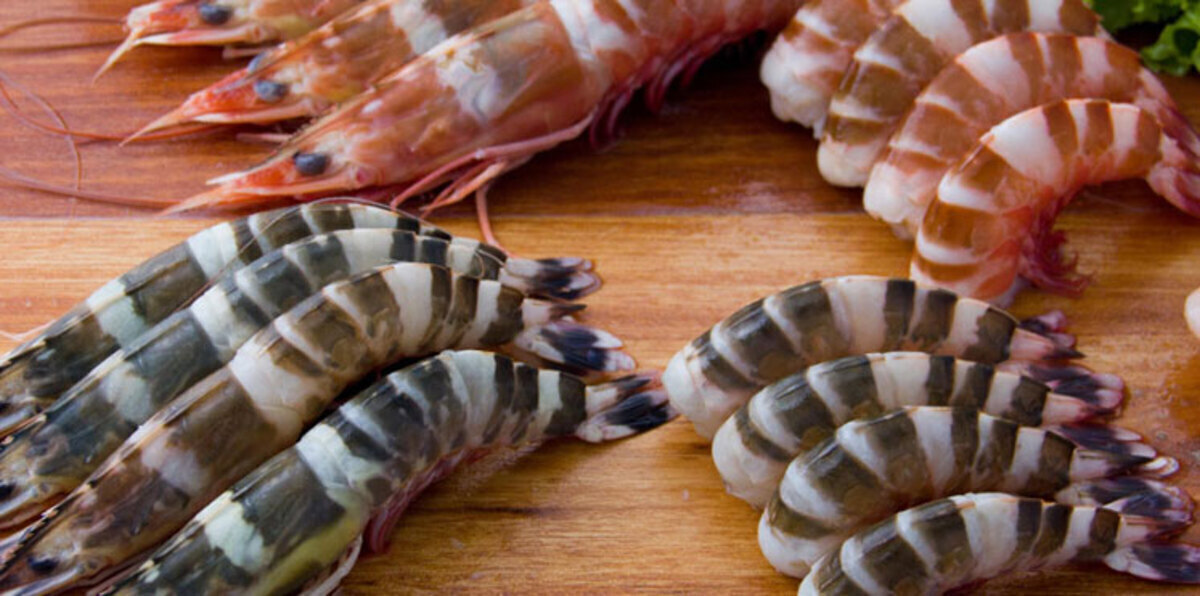 السعودية تحظر استيراد الروبيان من الهند