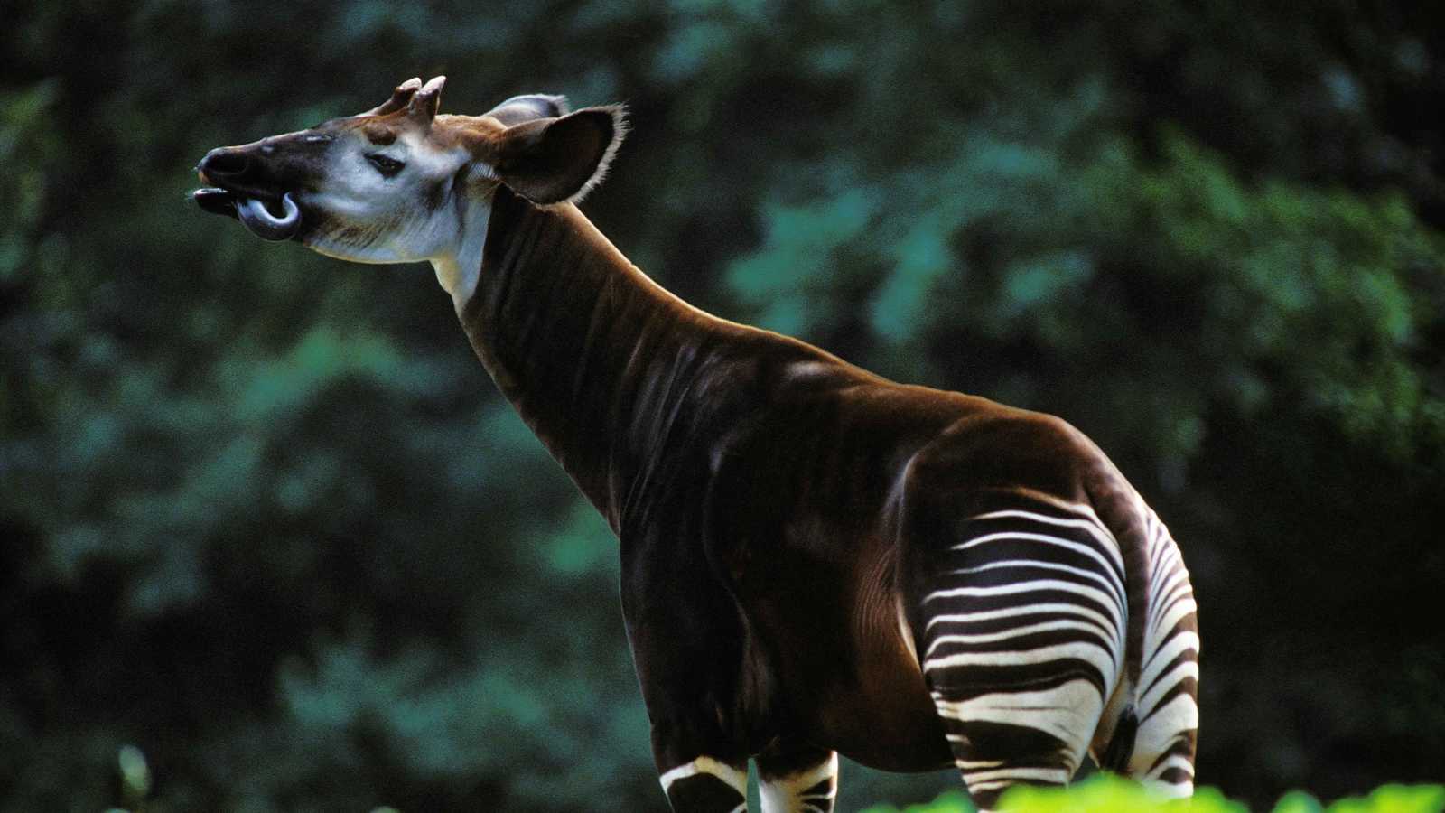 ولادة أول "زرافة غابة" في حدث نادر منذ قرن (صور)