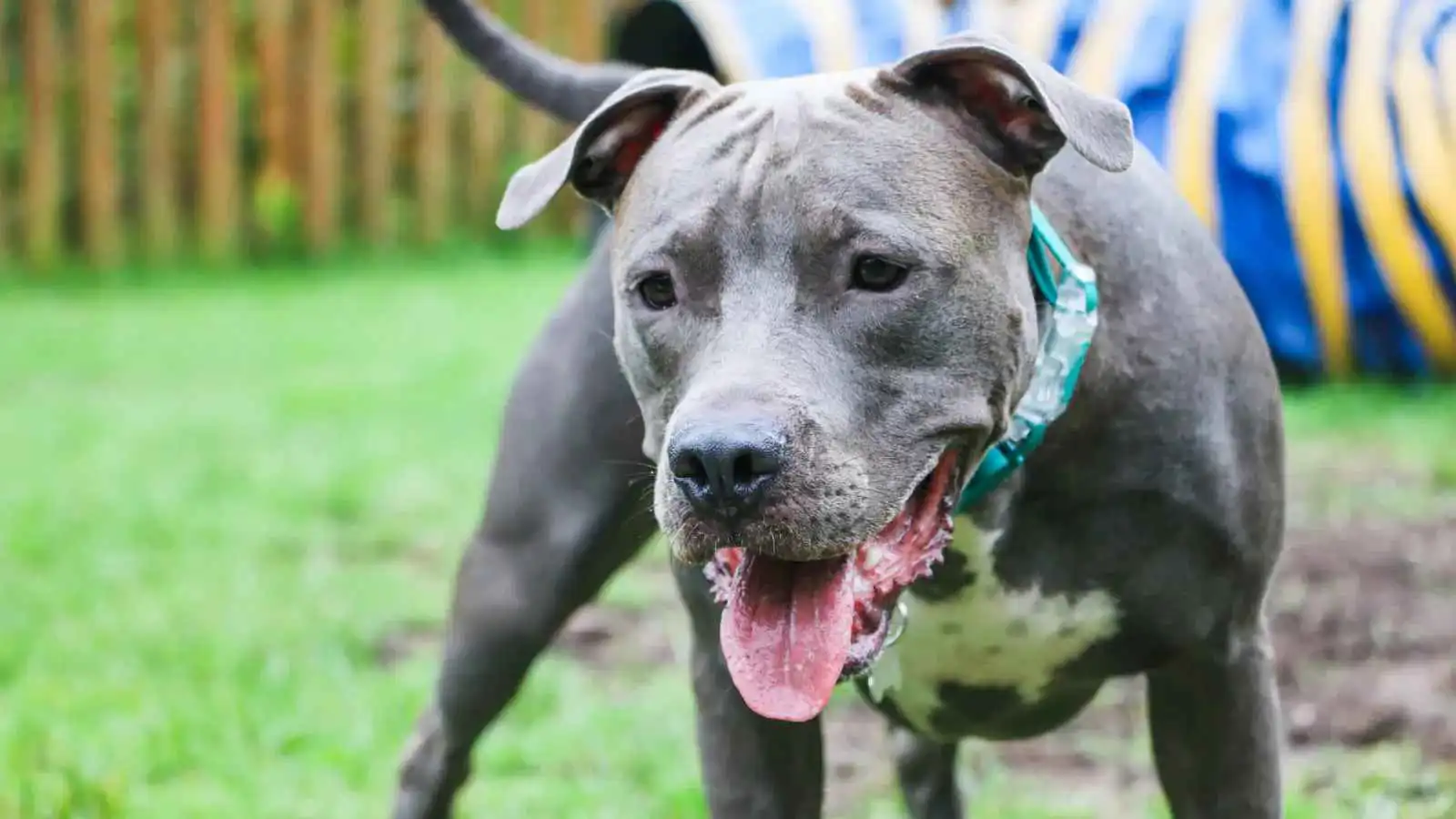 المغرب.. مقتل شاب في طنجة يفتح ملف اقتناء الكلاب الشرسة