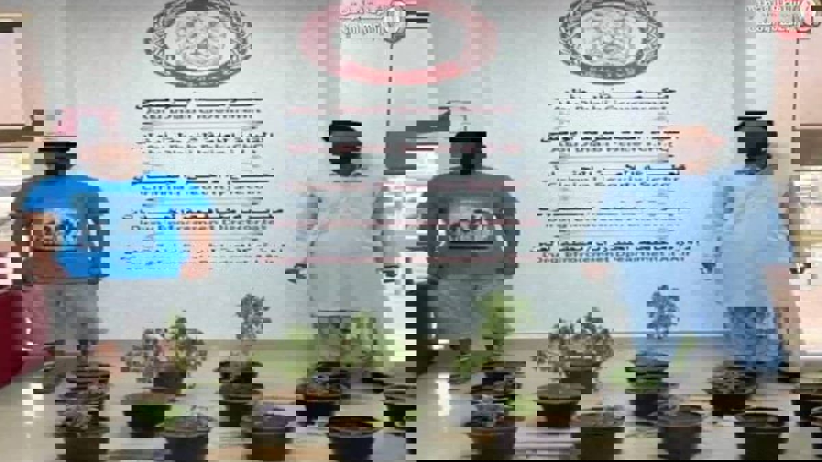 الإمارات.. شرطة أبوظبي تضبط شخصين زرعا 14 نبتة ماريجوانا