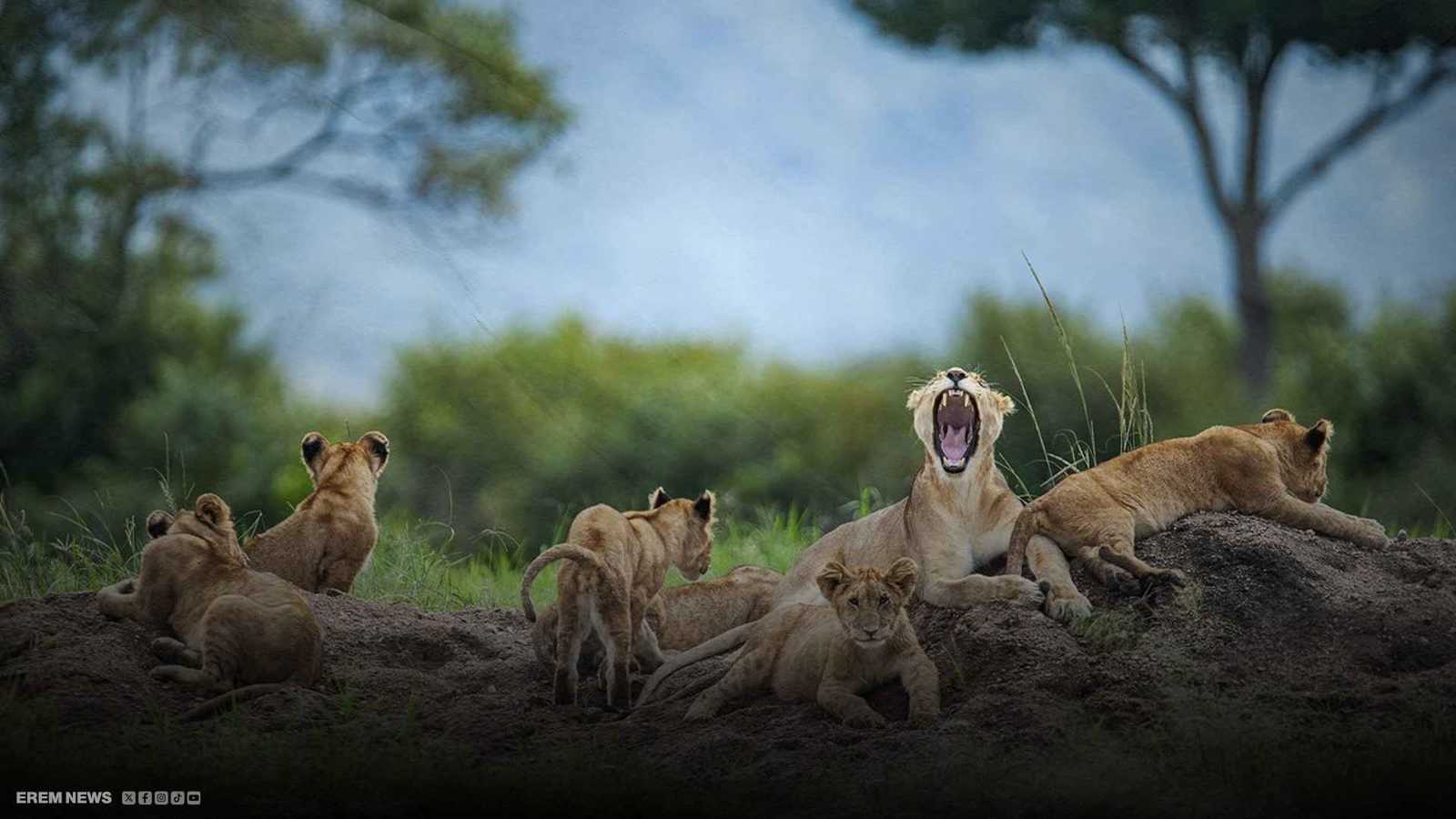 "ارتفاع قاتل بأعدادها".. الأسود تتوغل في القرى الهندية