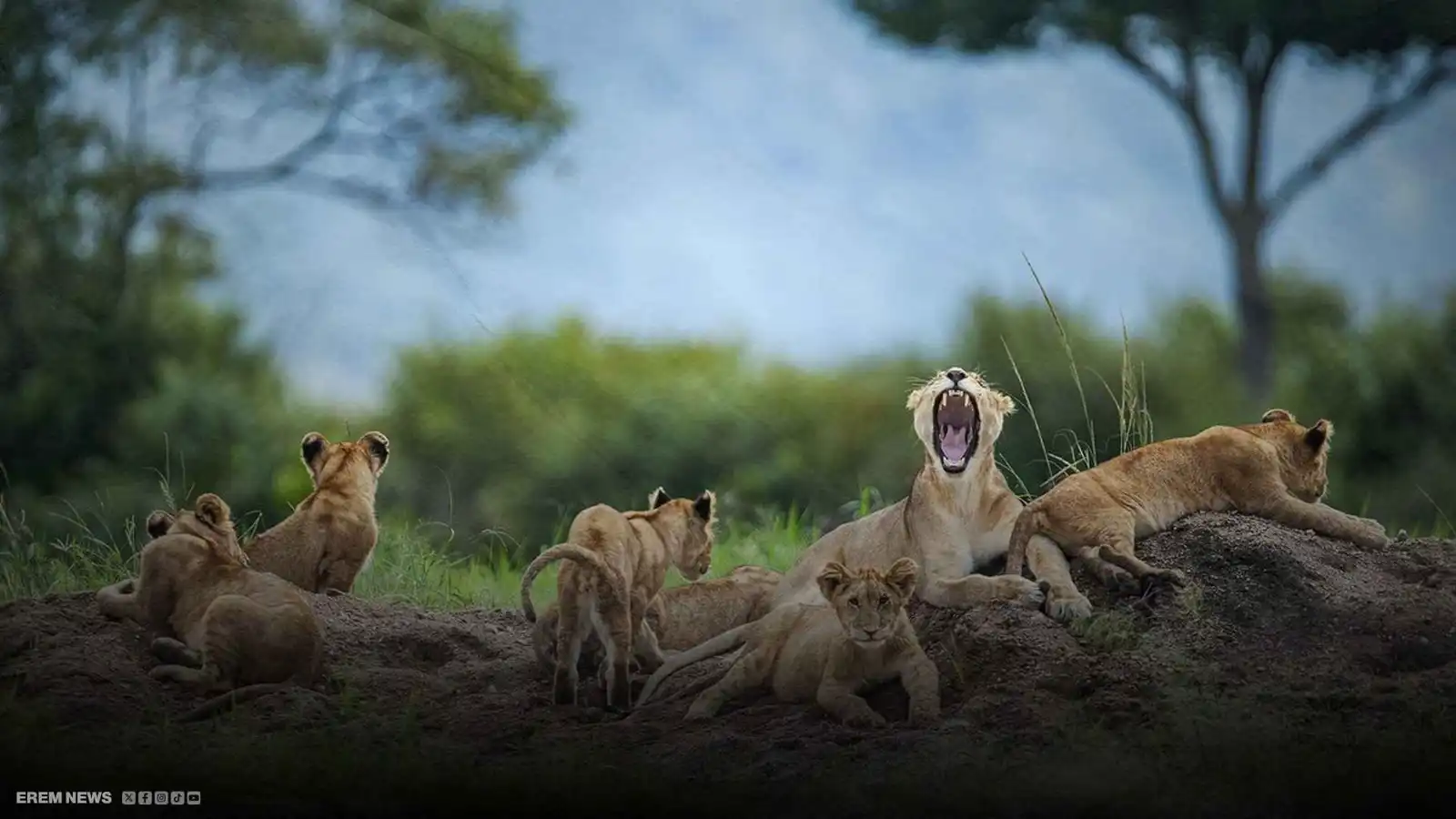 "ارتفاع قاتل بأعدادها".. الأسود تتوغل في القرى الهندية