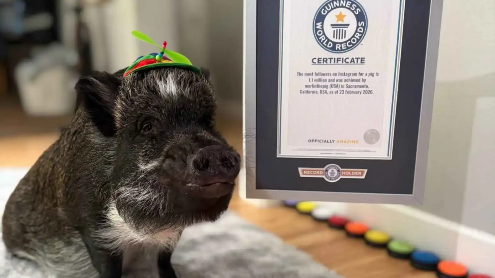 "ميرلين الخنزير" يدخل غينيس.. وهذه قصته (فيديو)