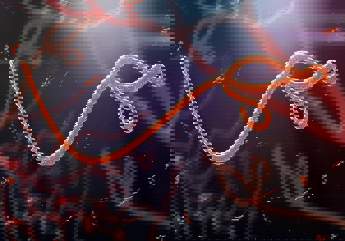 ما هو مرض الحمى النزفية وما مدى خطورته؟