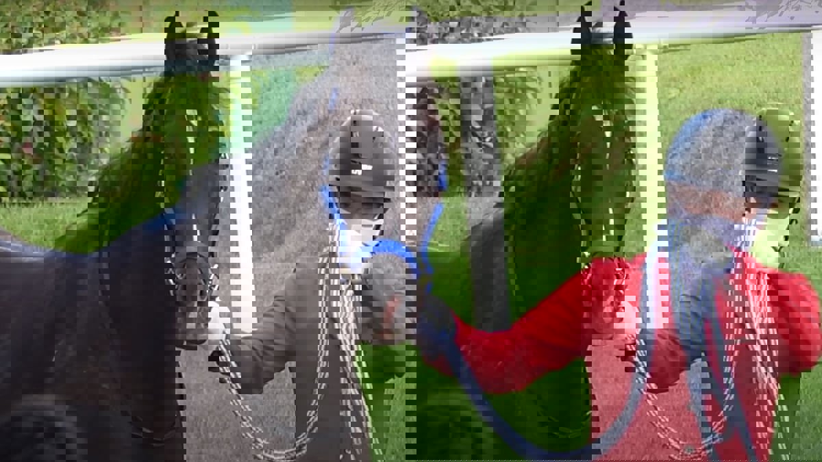 حصان يخترق الحواجز الحديدية قبل السباق ويسقط على ظهره في مشهد مروع (فيديو)