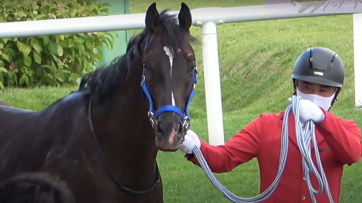 حصان يخترق الحواجز الحديدية قبل السباق ويسقط على ظهره في مشهد مروع (فيديو)