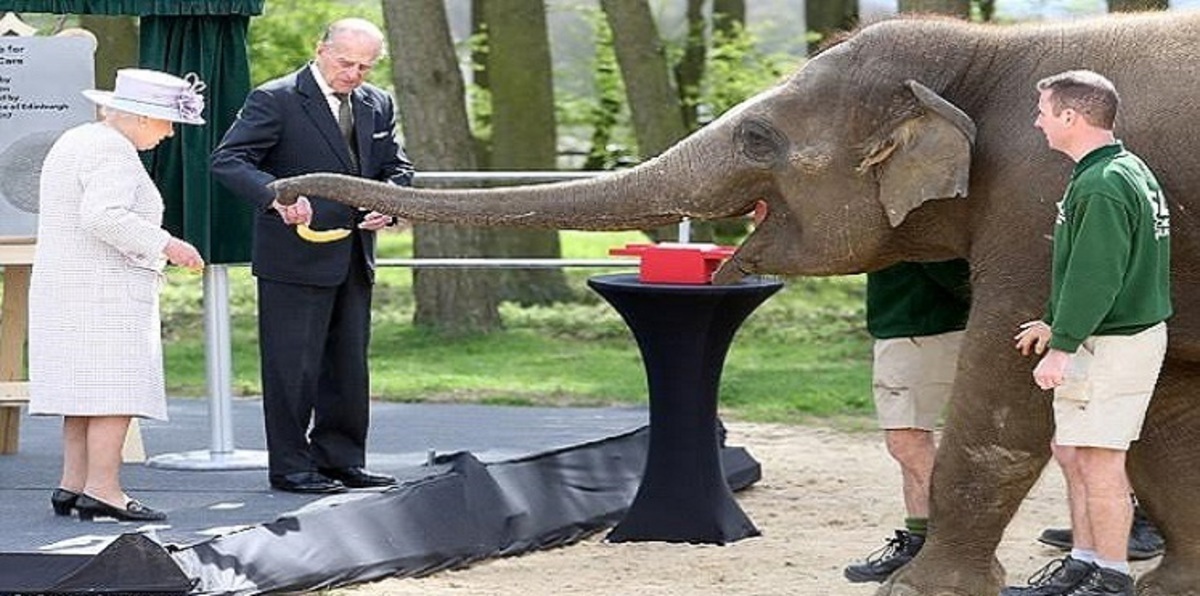 بالفيديو.. فيل آسيوي يقع في غرام الملكة إليزابيث