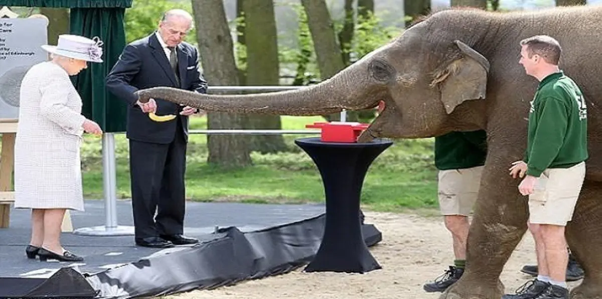 بالفيديو.. فيل آسيوي يقع في غرام الملكة إليزابيث