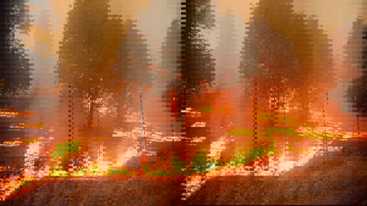 حريق غابات هائل في مدينة مرمريس التركية