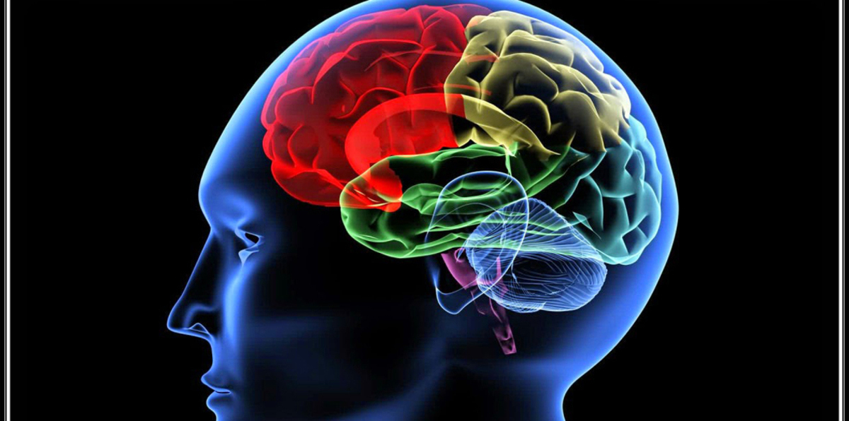 دراسة: الدماغ يستطيع حفظ معلومات أثناء النوم 