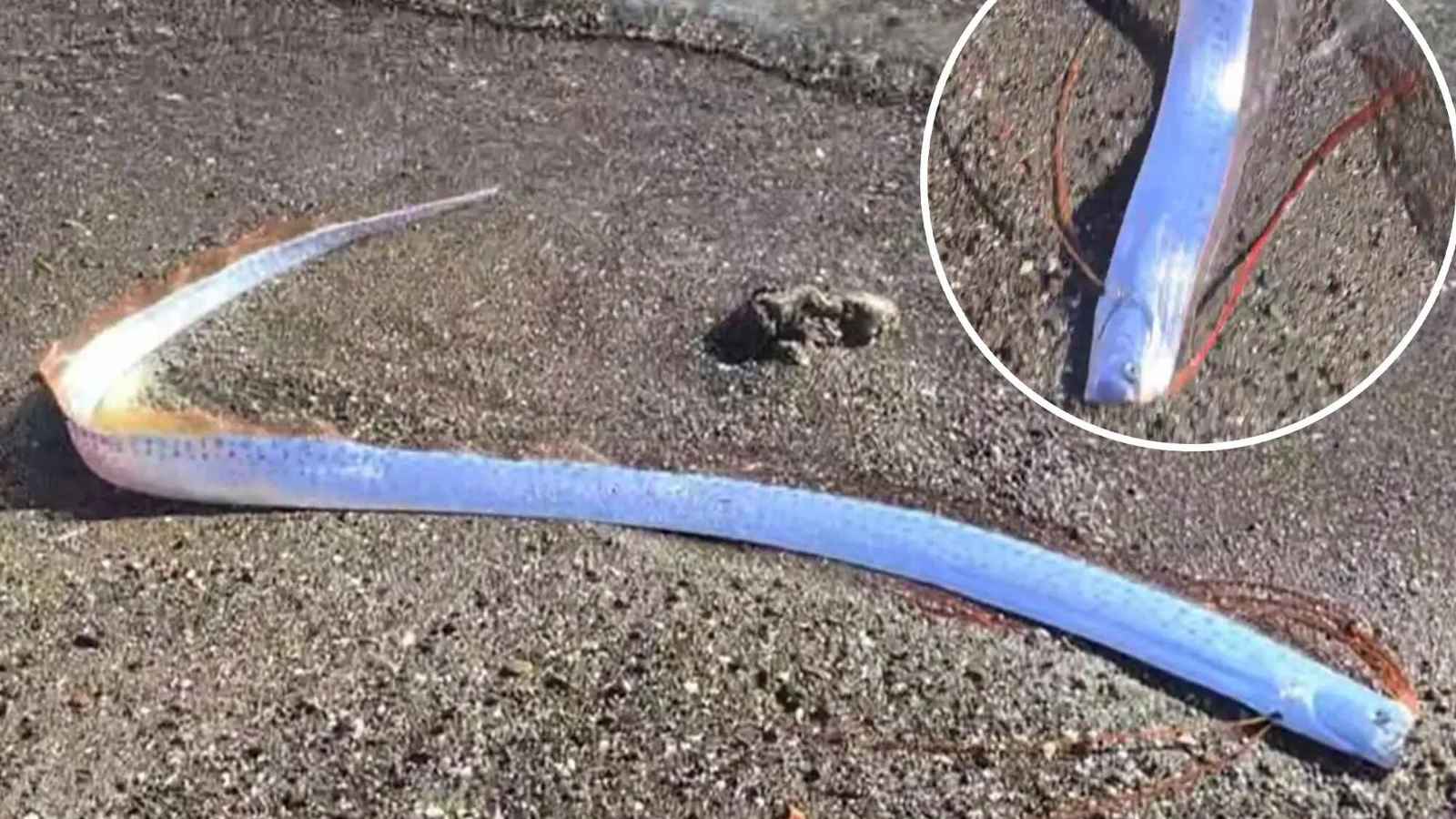 سمكة المجداف على شواطئ الكناري.. هل تنبئ بكارثة طبيعية؟ (فيديو)