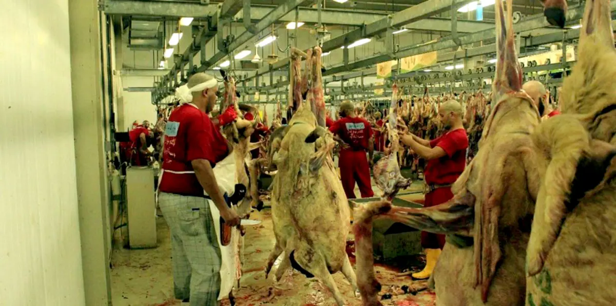 أضاحي موسم الحج تتجاوز 840 ألف رأس غنم