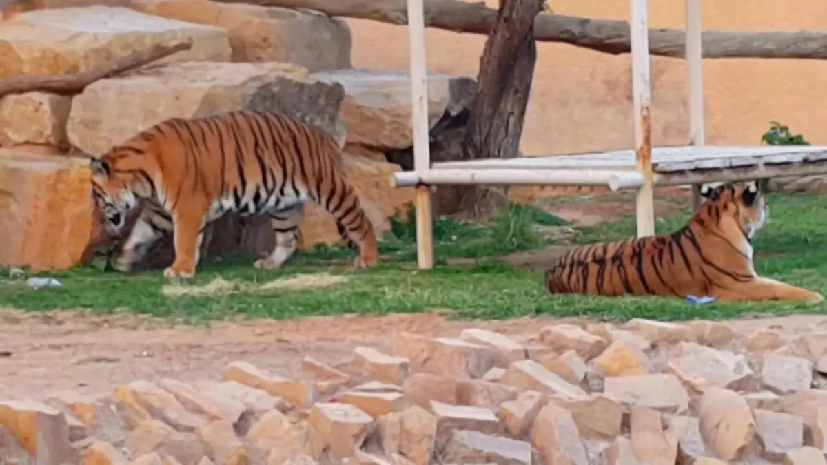 شاب سوداني يروي تفاصيل هجوم نمر عليه في السعودية