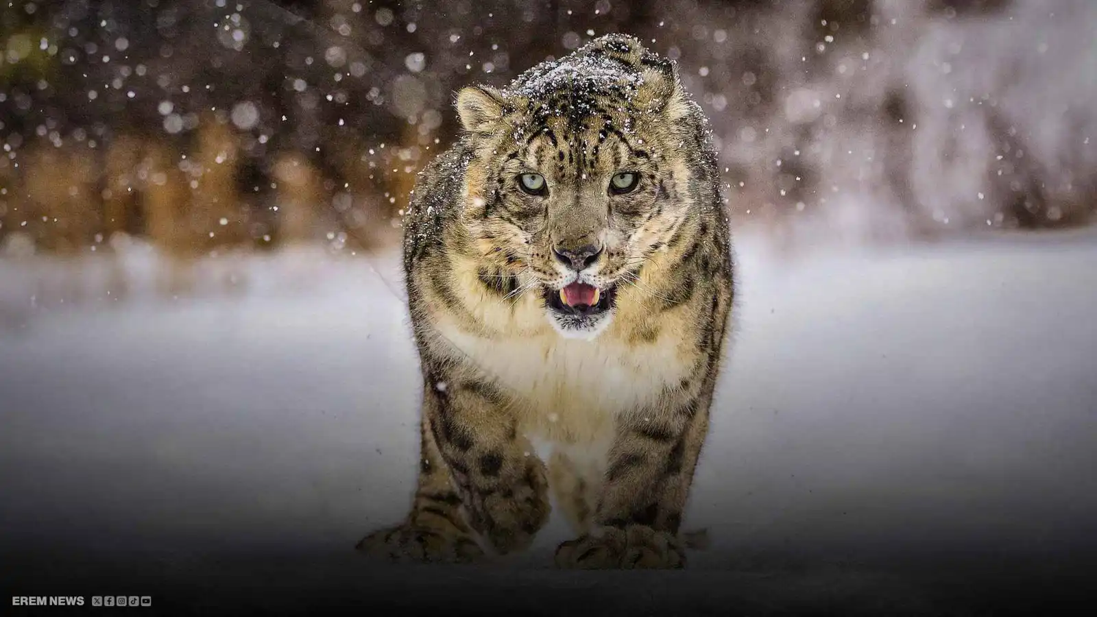 تجاهلت التحذيرات فدفعت الثمن.. نمر ثلجي يهاجم سائحة في الصين (فيديو إرم)