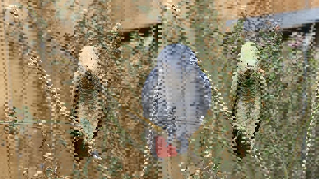 طرد 5 ببغاوات أفريقية من حديقة بريطانية بسبب شتائمها الخادشة للزوار