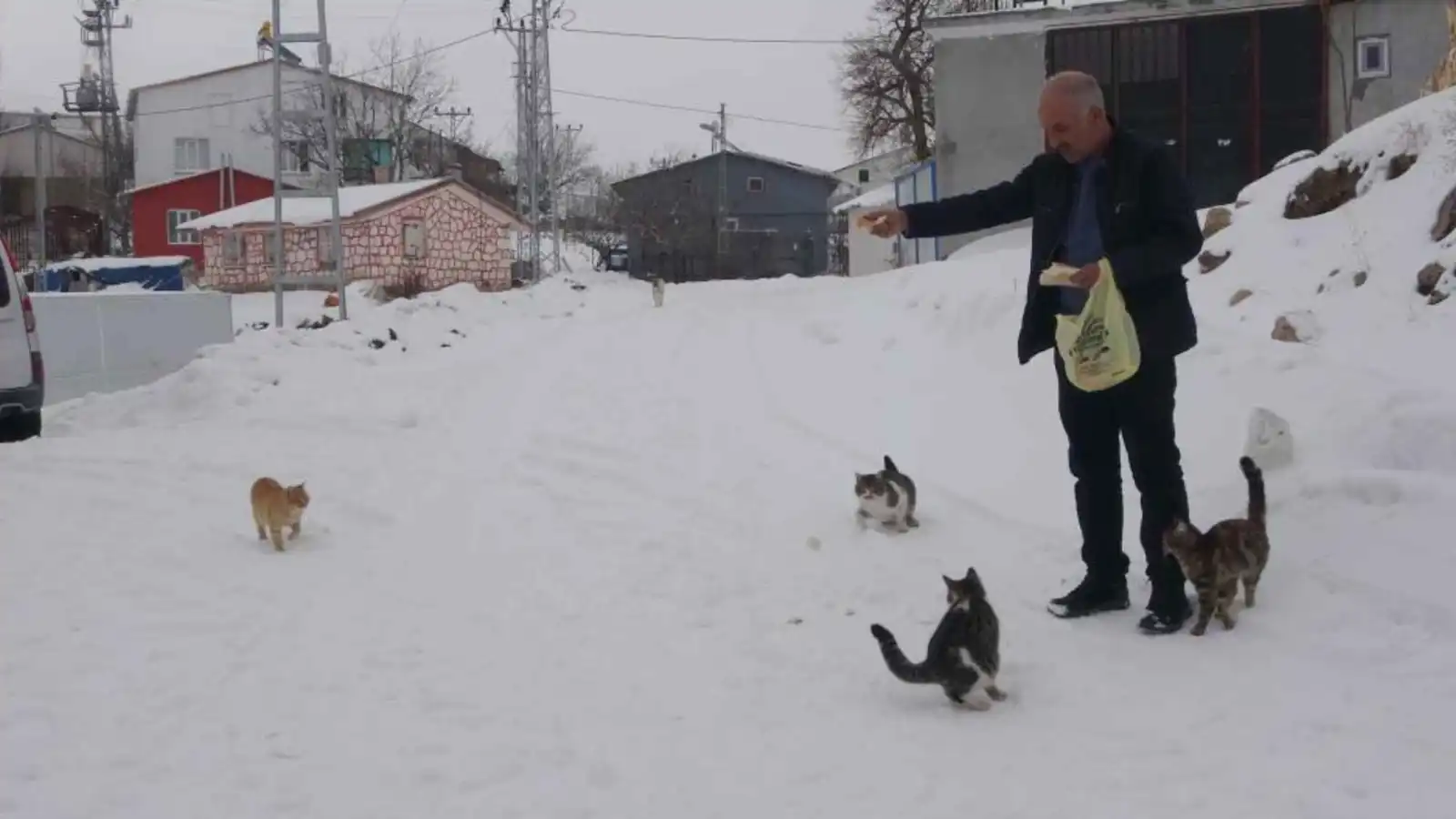 من أجل الحيوانات.. مختار تركي يبقى وحيدًا في قريته وسط الثلوج (فيديو)