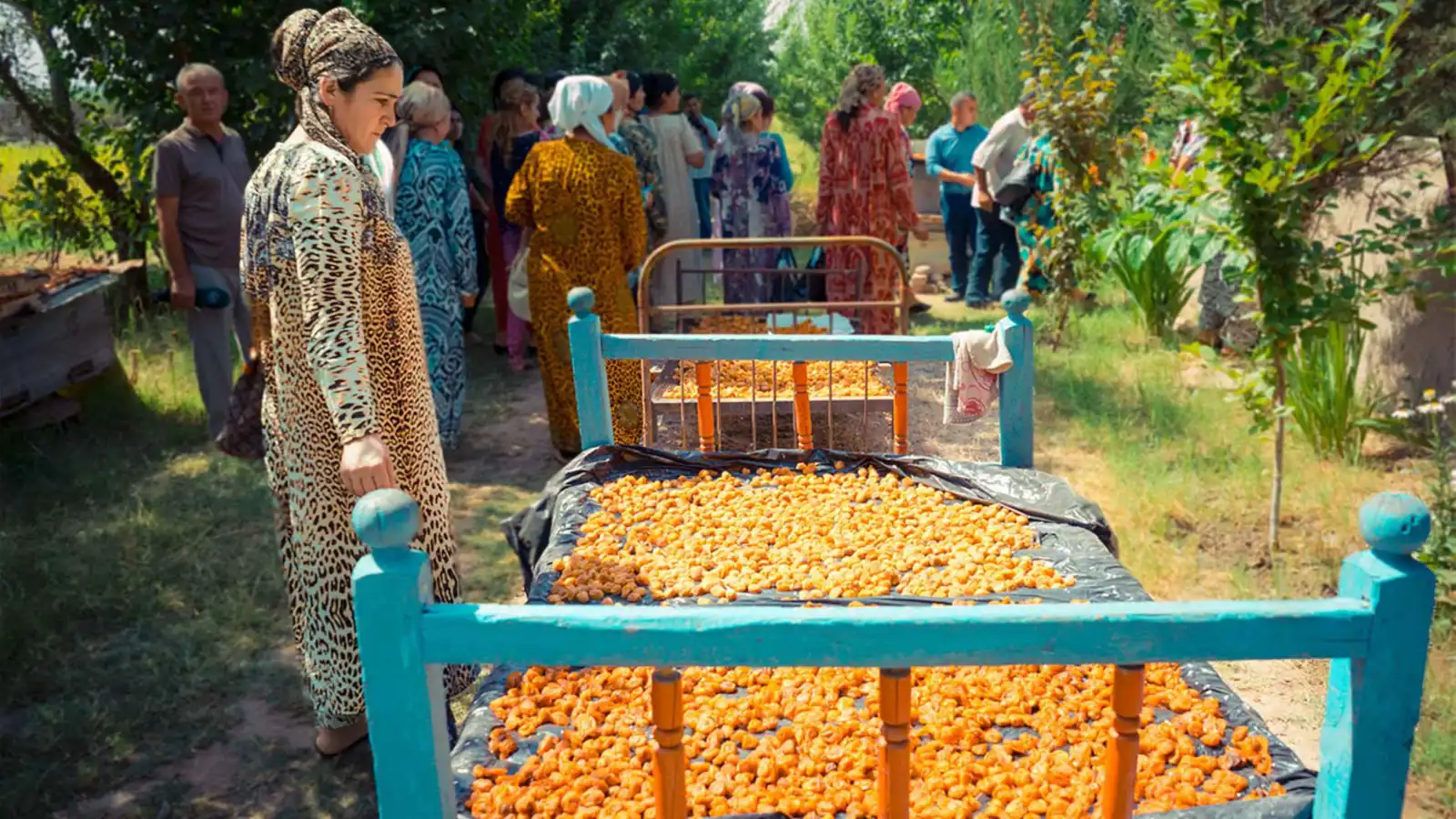 المشمش يواجه "الخطر" في طاجيكستان.. ما السبب؟ (صور وفيديو)