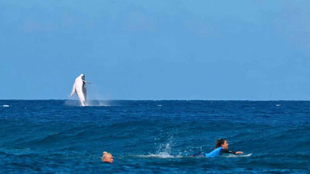 لحظات مثيرة.. حوت ضخم يفاجئ متسابقتين في البحر (فيديو)