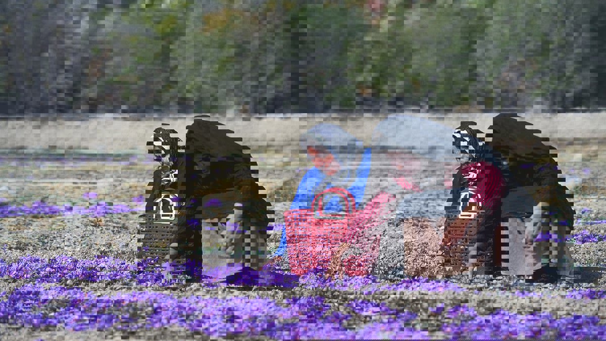 مسؤول إيراني: أفغانستان ستصبح منافسا لنا في إنتاج الزعفران إذا لم يتوقف تهريب البصيلات