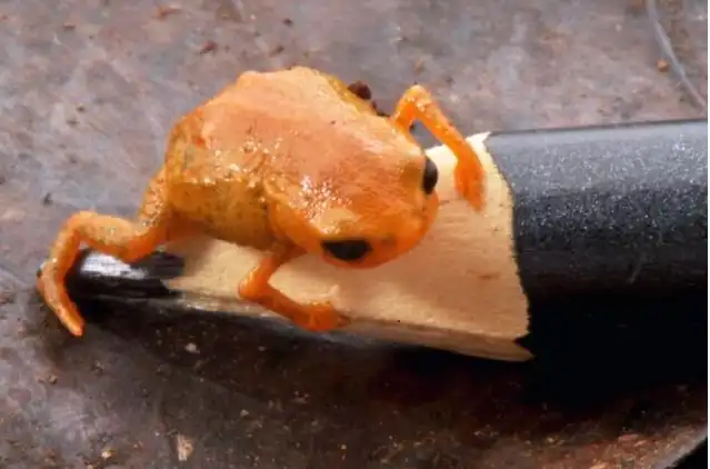 Brachycephalus lulai