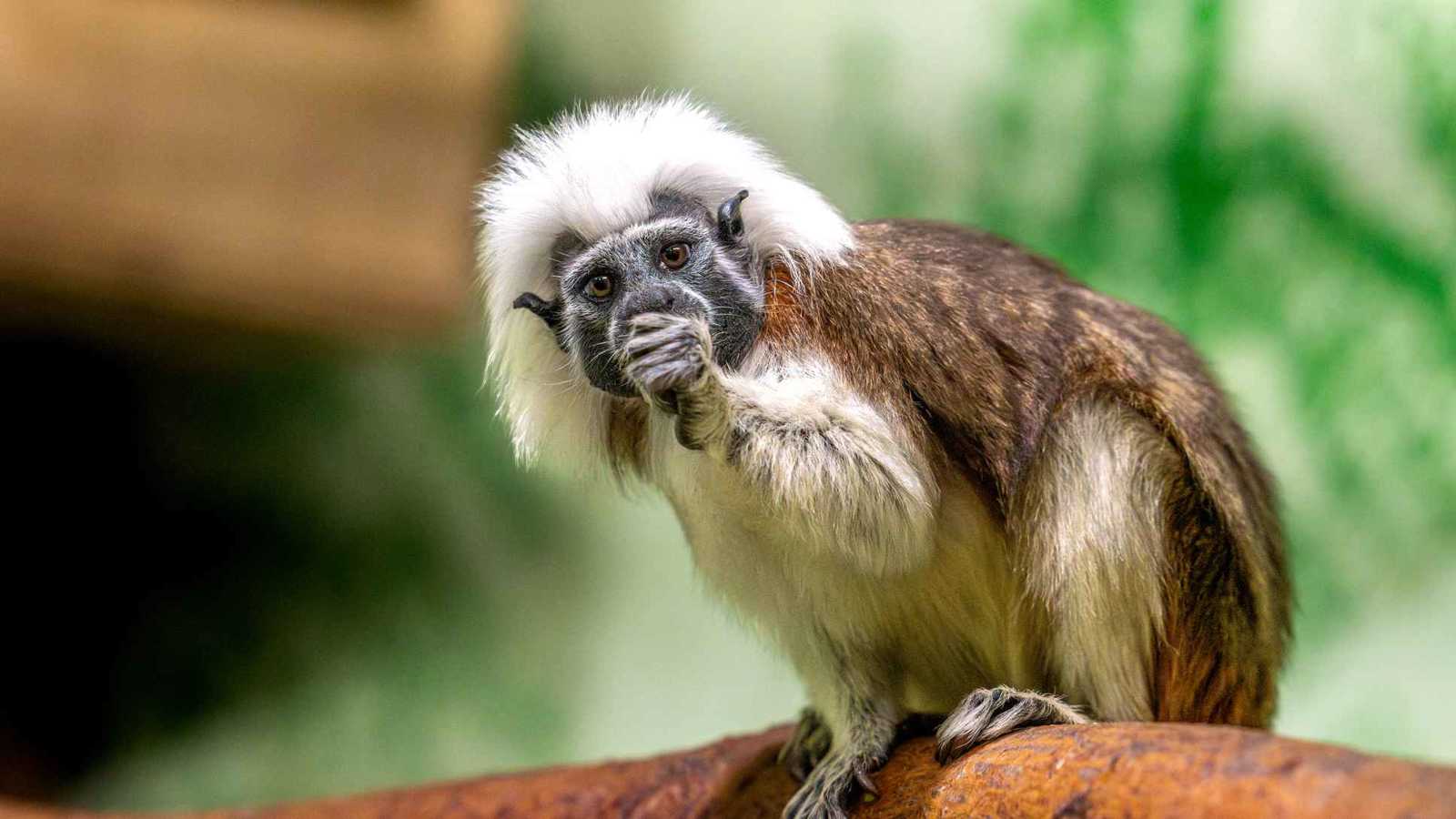 حديقة حيوان تحتفل بولادة نادرة لقرد "تامارين قطني" (صور)