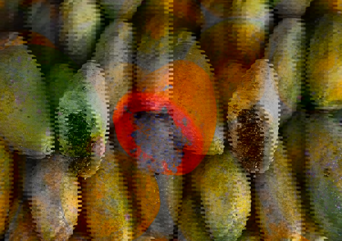 معظمنا يلقيها بسلة المهملات.. 8 فوائد مذهلة لبذور البابايا 