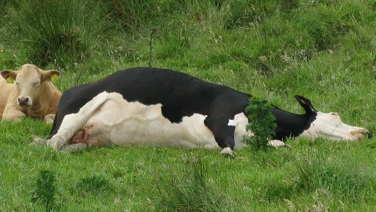 بولندا تكتشف حالة إصابة بجنون البقر في مزرعة