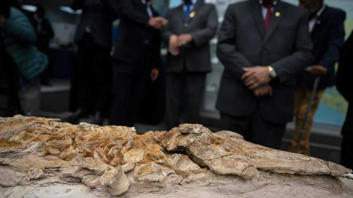 اكتشاف حفرية خنزير بحر عمرها 12 مليون سنة في بيرو