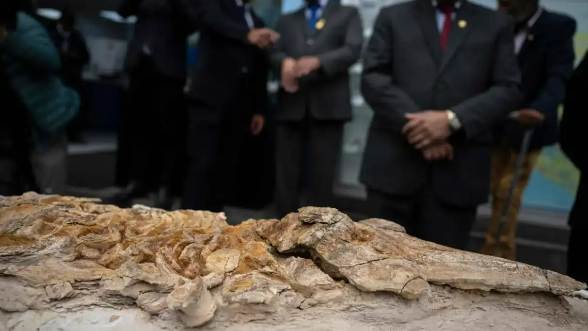 اكتشاف حفرية خنزير بحر عمرها 12 مليون سنة في بيرو