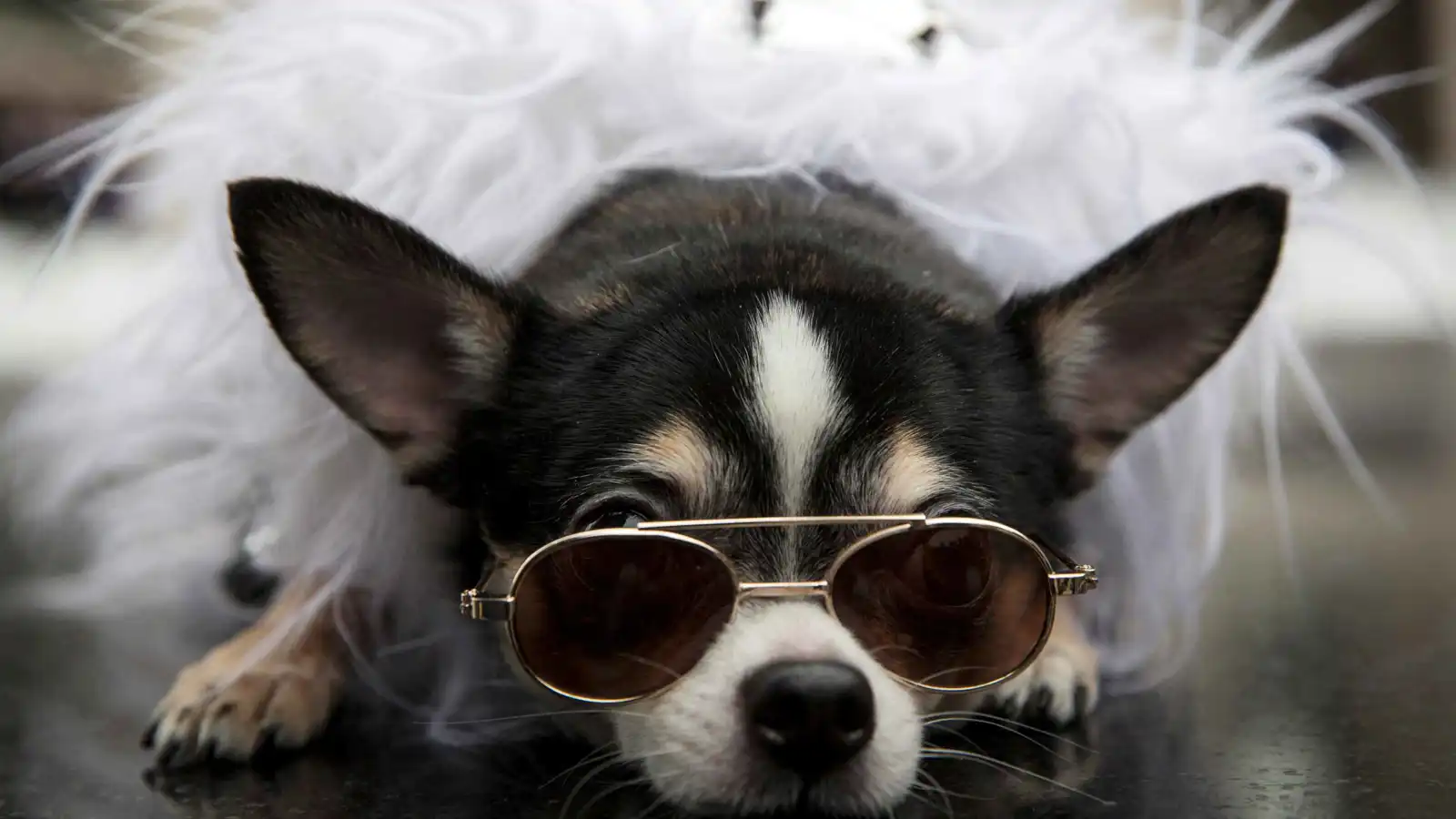 هل تساءلت يوماً كيف ترانا الحيوانات؟