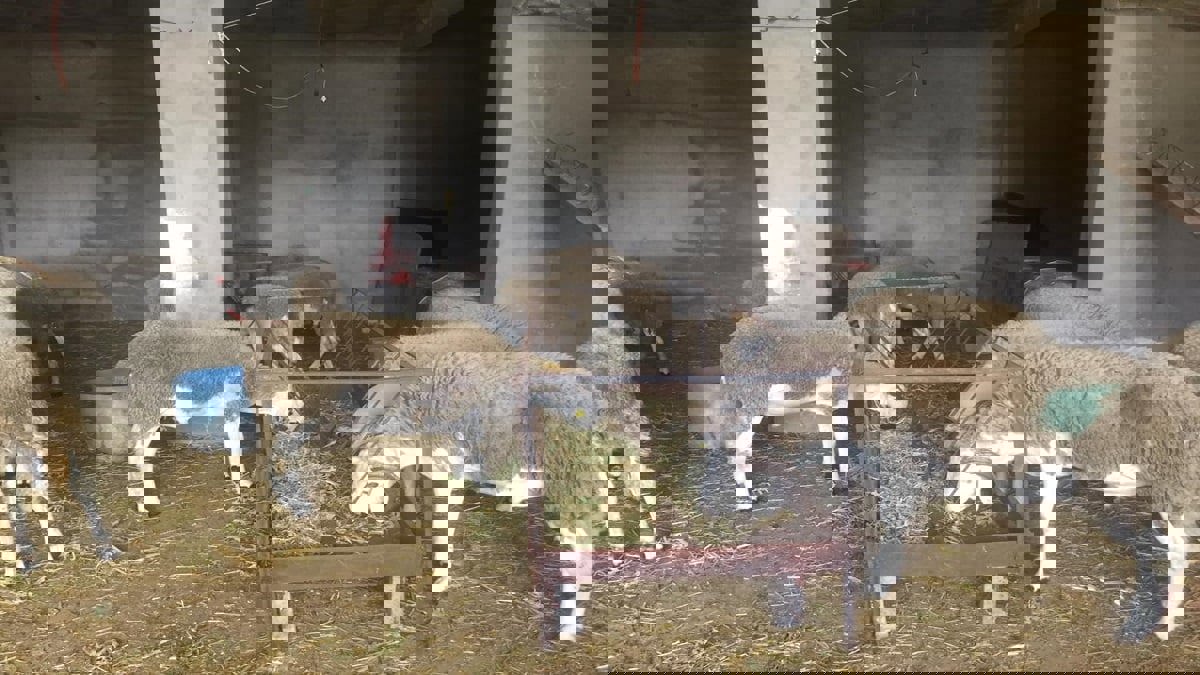 مرض وبائي يفتك بالمواشي في تونس ويستنفر السلطات