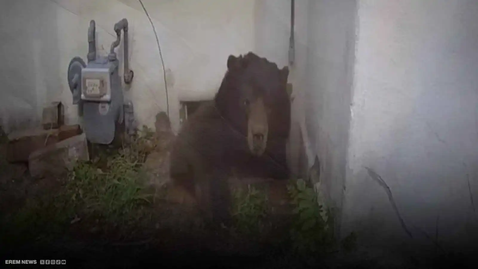 دب يسيطر على قبو منزل لـ37 يوماً.. وحيلة تضع حداً له (فيديو إرم)