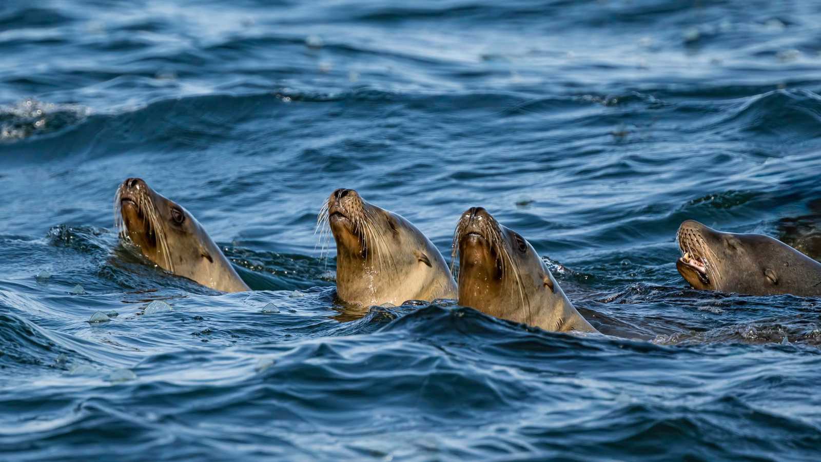 تفشٍ قاتل لـ"داء البريميات" يهدد أسود البحر (فيديو)